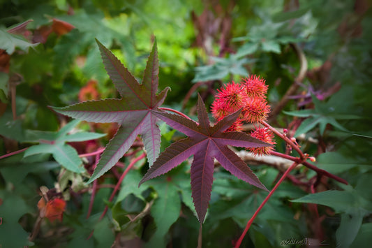 Castor Bean (Ricinus communis)