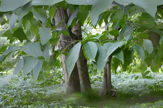 Du Zhong Gutta-percha Hardy Rubber Tree (Eucommia ulmoides)