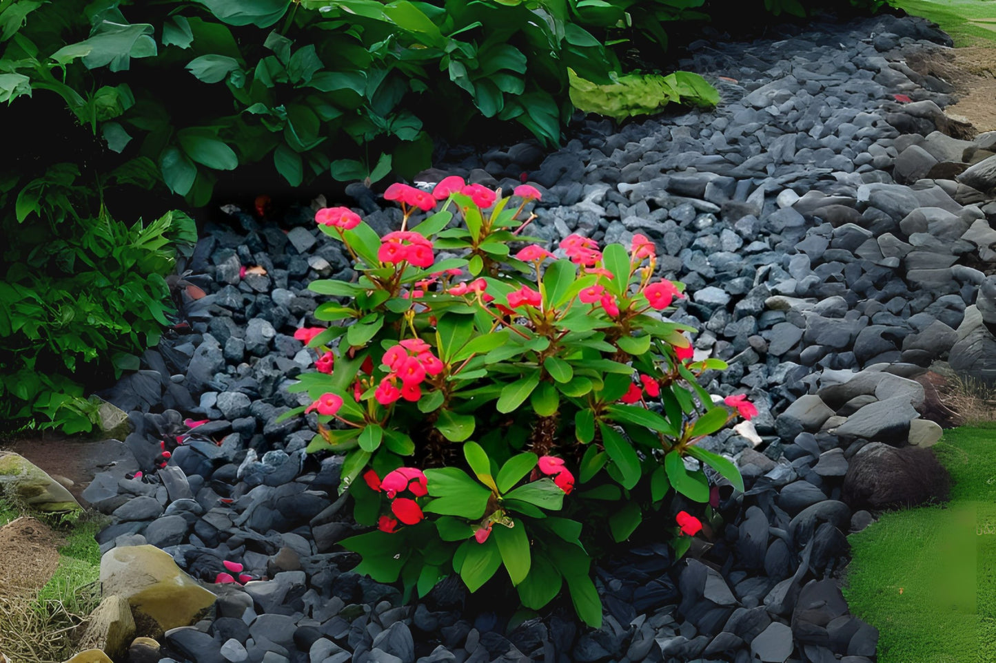 Crown of Thorns Plant 4” Pot Euphorbia milii Pale Yellow Blooms Drought Tolerant Succulent Unique Flowering Cactus