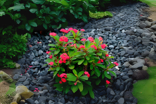Crown of Thorns Plant 4” Pot Euphorbia milii Pale Yellow Blooms Drought Tolerant Succulent Unique Flowering Cactus