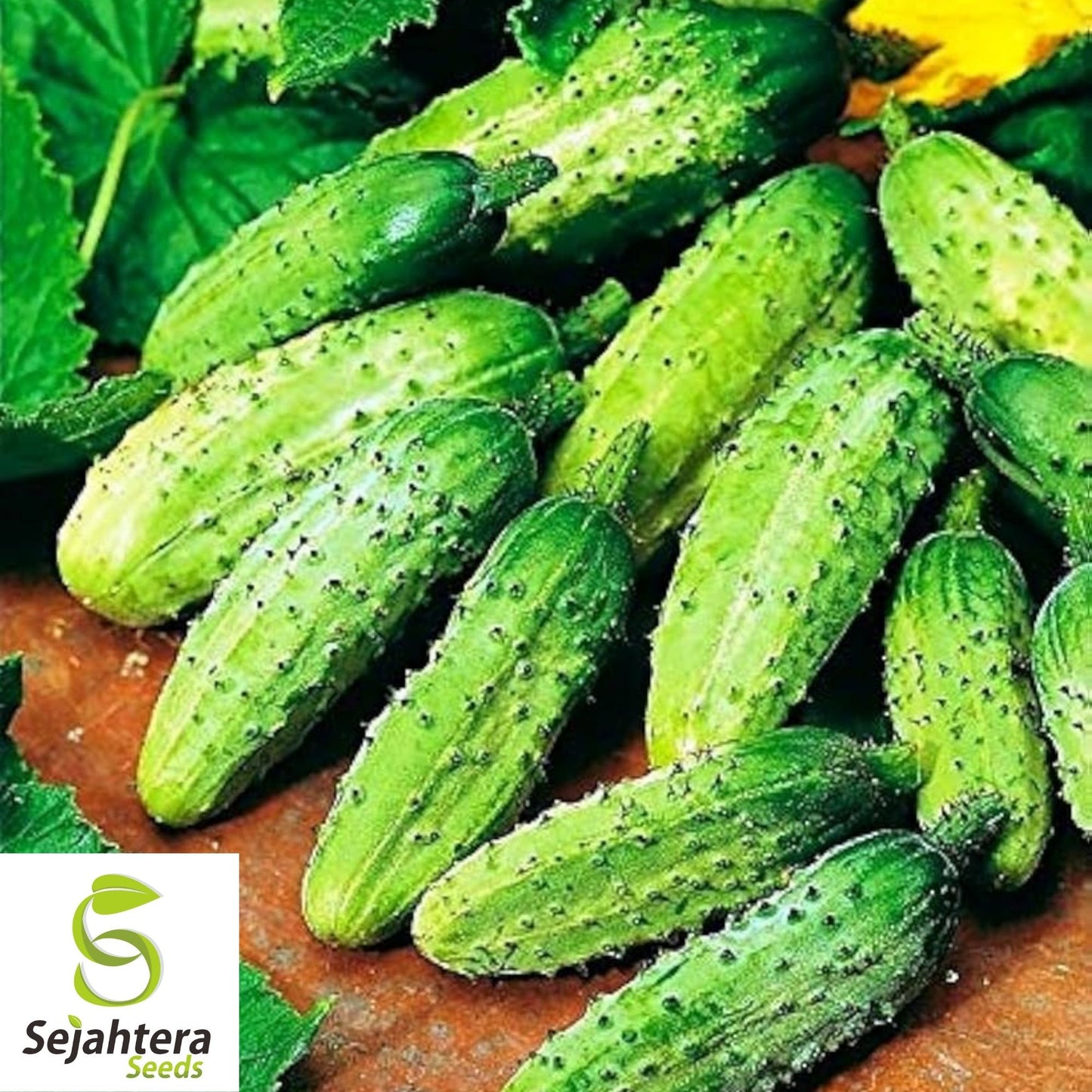 Cucumber Seeds 60+ | Wisconsin Pickling Vegetable NON-GMO Garden USA