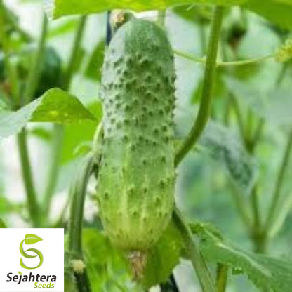 Boston Pickling Cucumber Seeds - 100+ Organic Heirloom - Crisp & Non-GMO