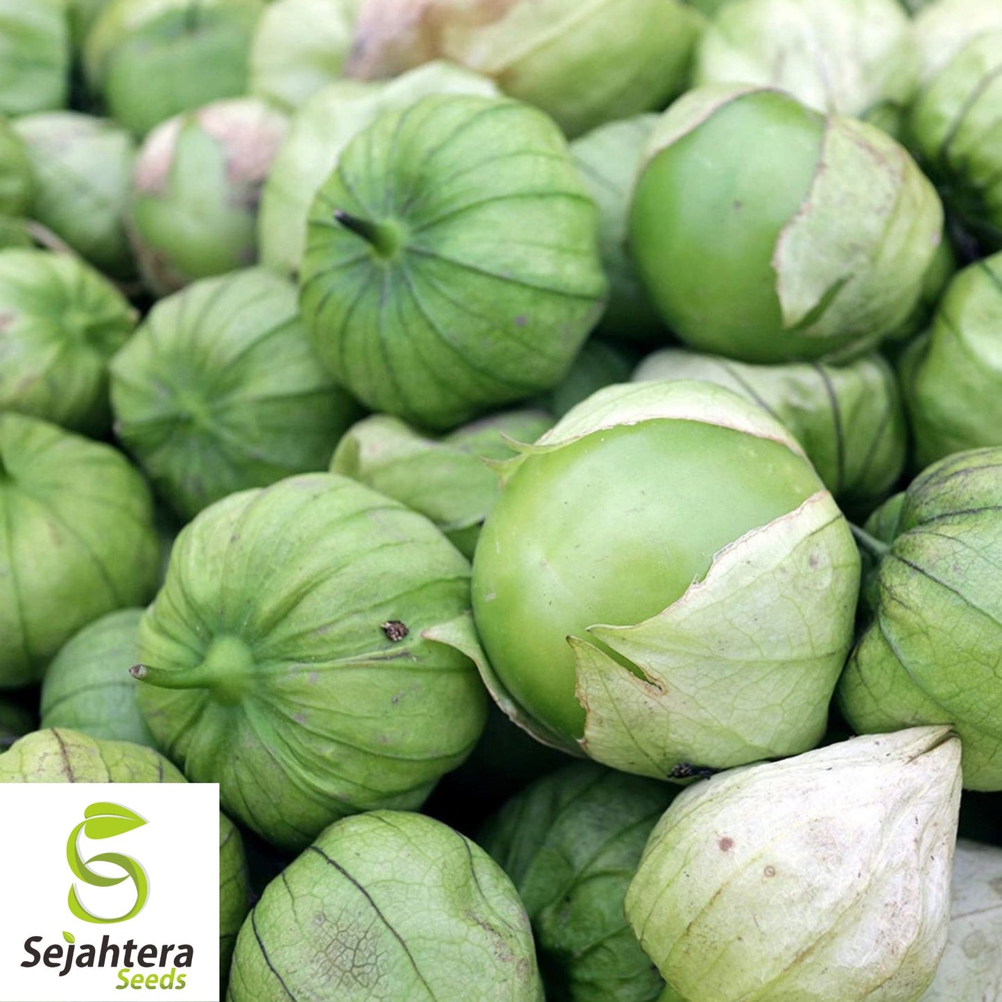 Grande Rio Verde Tomatillo Seeds 50 Ct | Heirloom Vegetable NON-GMO USA