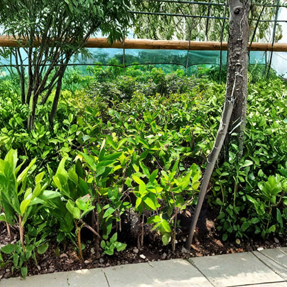 Black Diamond Wax Apple – Syzygium samarangense Live Plant | 1–2 Feet Tall | Ships in 3 Gallon Pot  Dark Glossy Fruit | Tropical Water Apple | Rare Exotic Variety