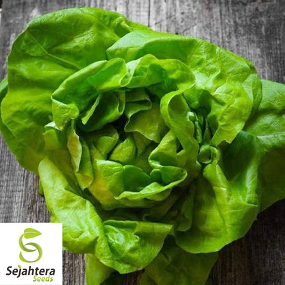 Lettuce Seeds 600+ | Bibb Butterhead Vegetable NON-GMO USA Seller