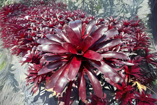 Bromeliad Plant 4" Pot Neoregelia Elwood - Tropical Indoor Houseplant, Unique Foliage, Easy Care, Perfect for Home Decor