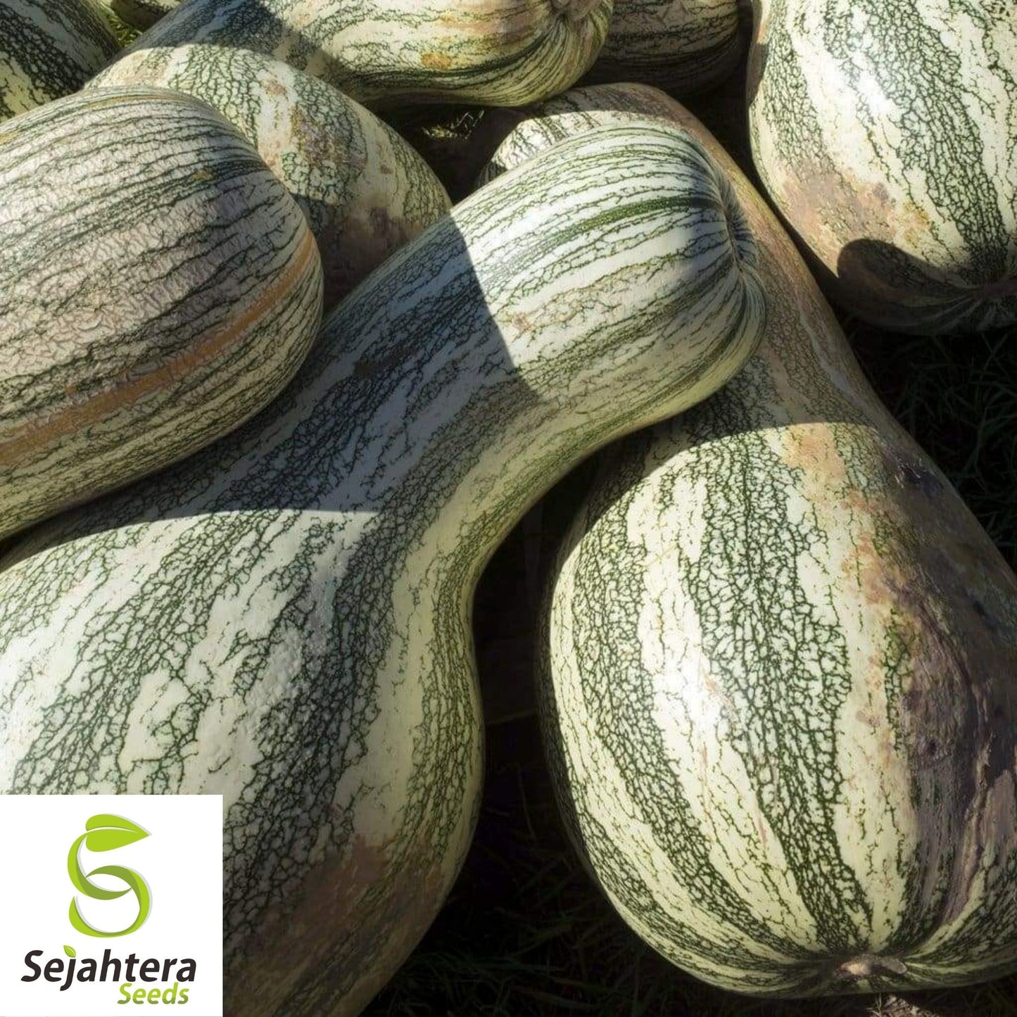 Green Striped Cushaw Pumpkin Seeds 10 Ct | Heirloom Squash Gourd Vegetable