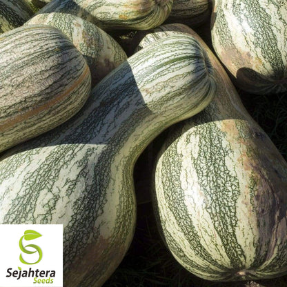 Green Striped Cushaw Pumpkin Seeds 10 Ct | Heirloom Squash Gourd Vegetable