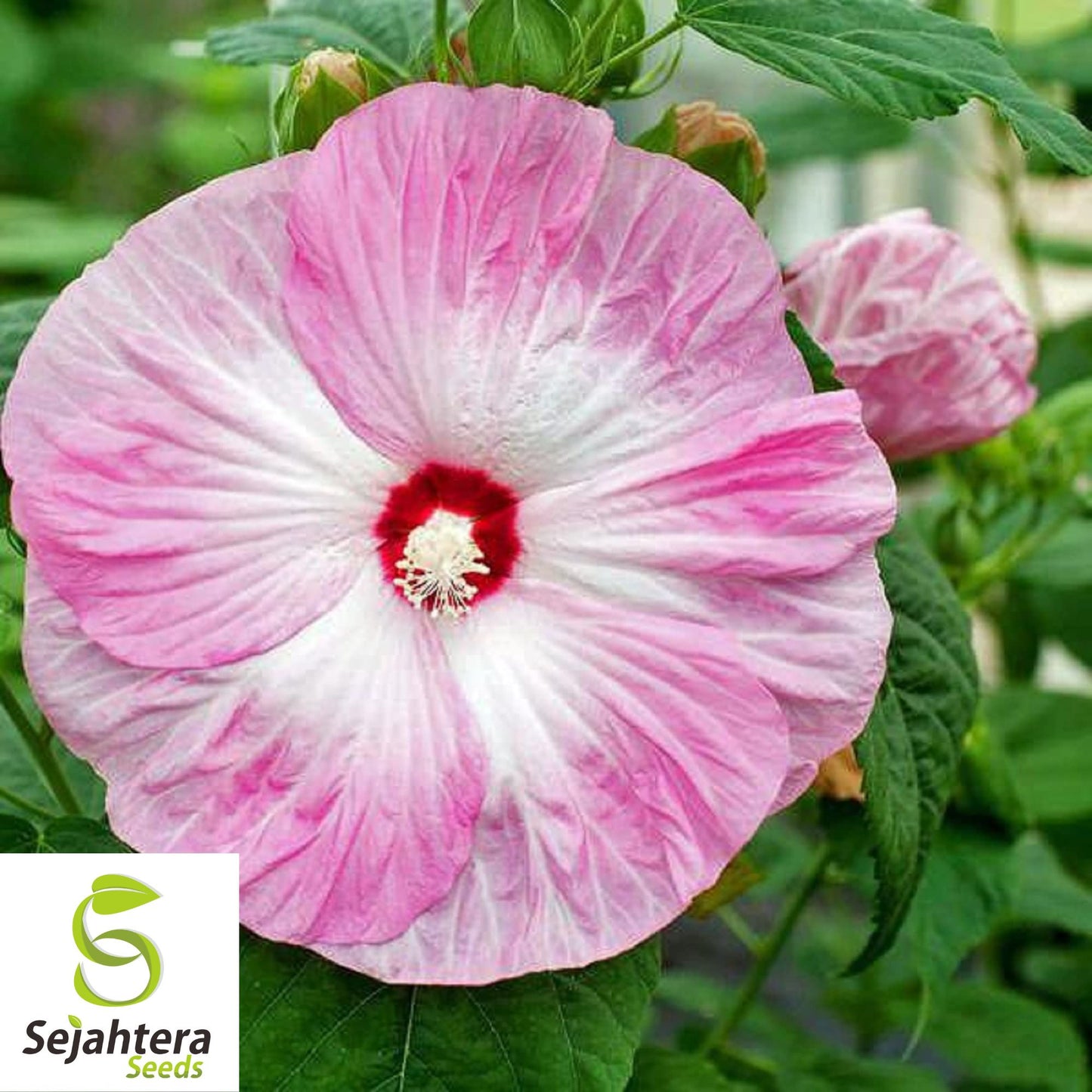Hibiscus Moscheutos Rose Mallow Seeds 25+ | Hardy Perennial Flowers