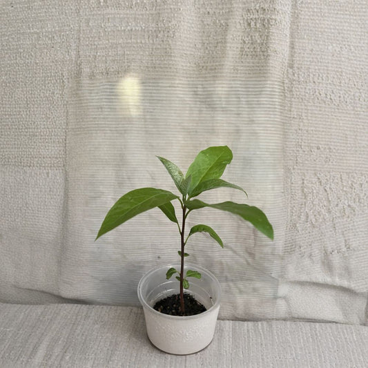 Avocado Tree – Persea americana Live Seedling | 12 Inches Tall | Includes Nursery Pot  Tropical Fruit Starter | Patio & Backyard Friendly | Easy to Grow