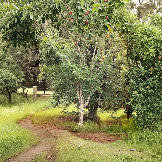 Ayers Pear Tree – Pyrus communis 2 Bare Root Trees | Sugar Pear Variety | Ready to Plant  Southern Favorite | Fire Blight Resistant | Heavy Producer