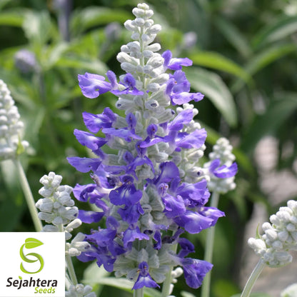 100+ Blue Sage Seeds - Salvia Farinacea, Non-GMO Perennial Herb