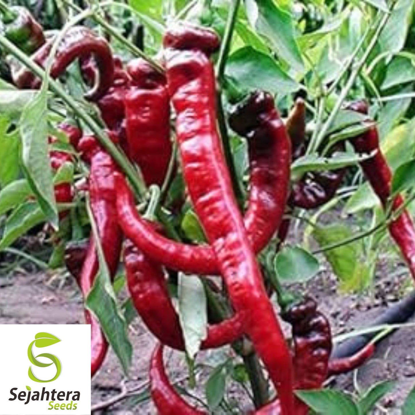 25 Cowhorn Pepper Seeds - Non-GMO, Mild & Flavorful Variety