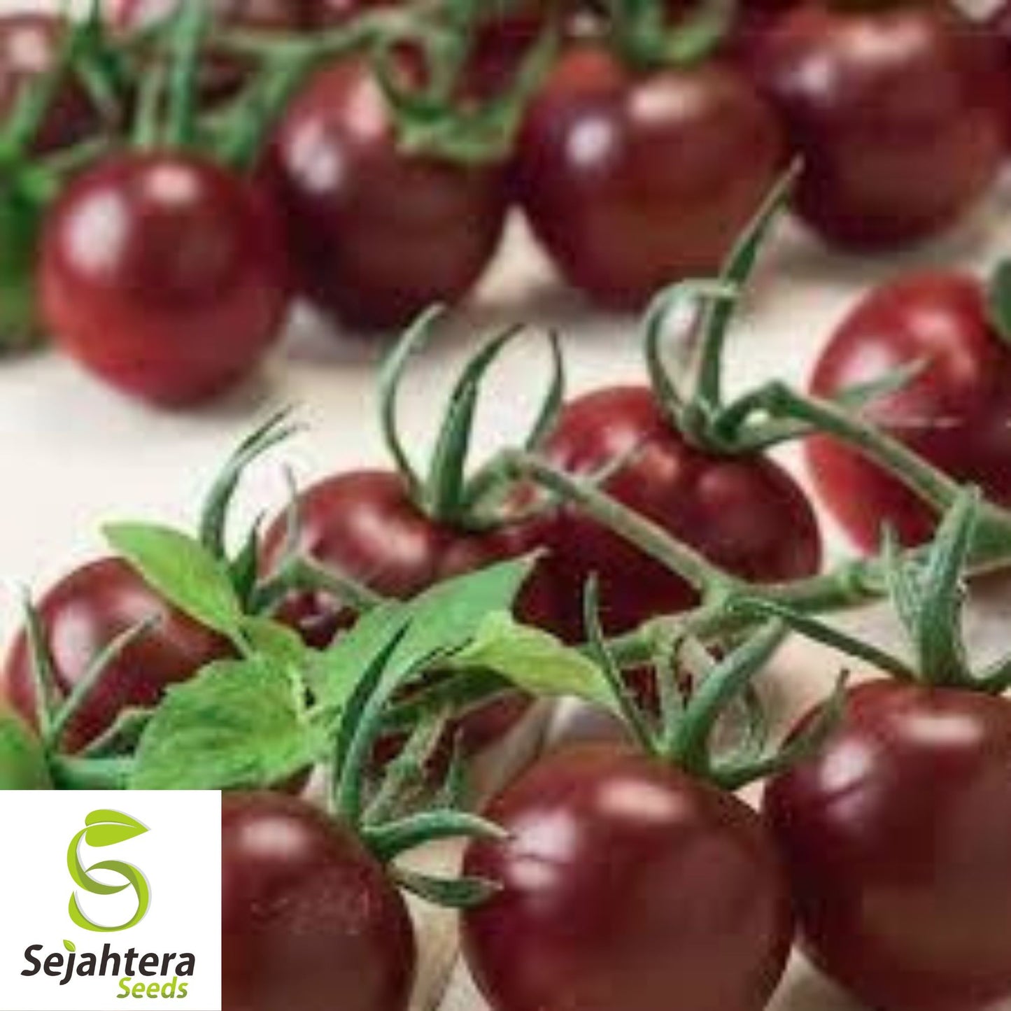 Chocolate Cherry Tomato Seeds - 120+ Heirloom, Organic, Non-GMO & Rare