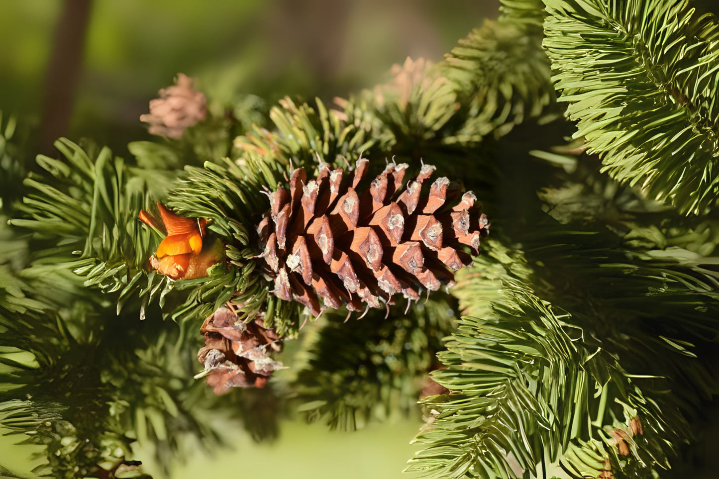 Bristlecone Colorado Bristlecone Foxtail Hickory Pine (Pinus aristata)