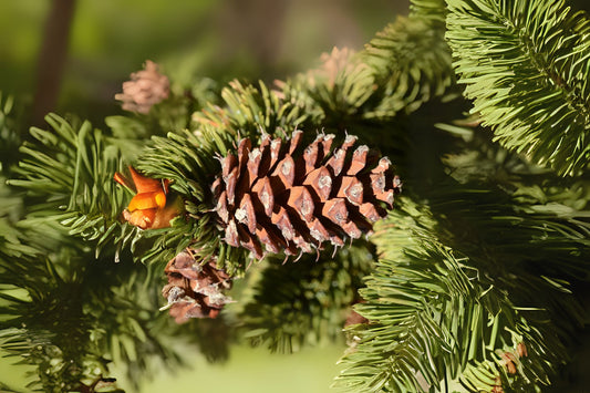 Bristlecone Colorado Bristlecone Foxtail Hickory Pine (Pinus aristata)