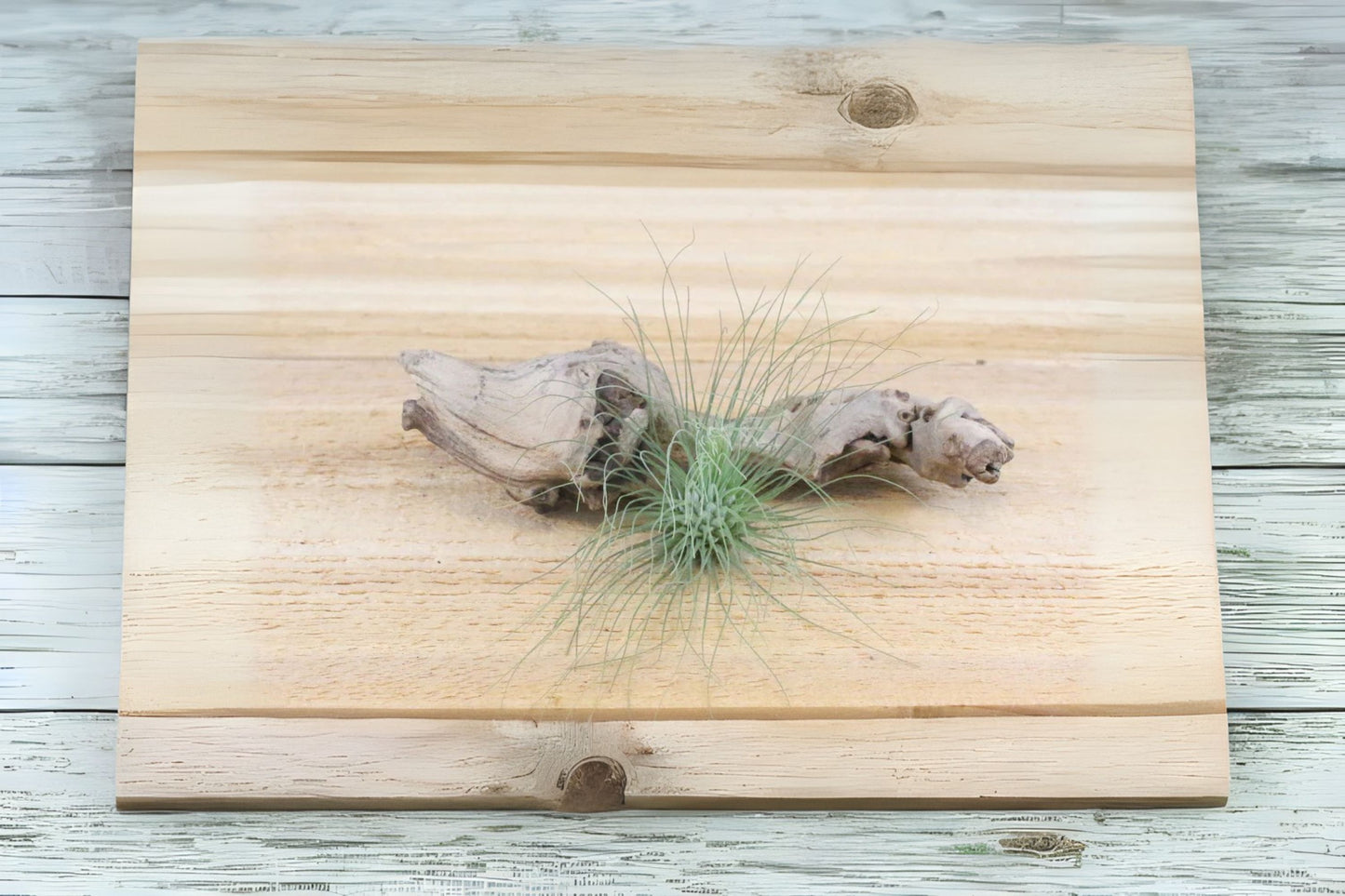 Tillandsia Argenee Air Plant - Unique Tillandsia Variety for Home Decor - Air Purifying Indoor Plant - Live Plant Delivery
