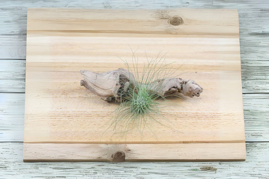 Tillandsia Argenee Air Plant - Unique Tillandsia Variety for Home Decor - Air Purifying Indoor Plant - Live Plant Delivery