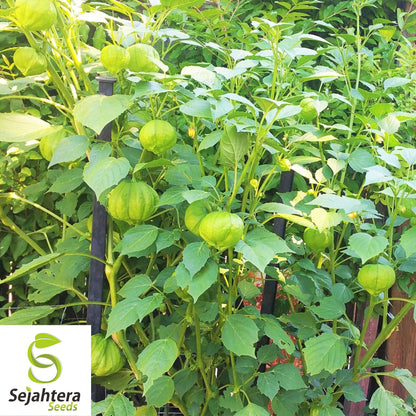 Grande Rio Verde Tomatillo Seeds 50 Ct | Heirloom Vegetable NON-GMO USA