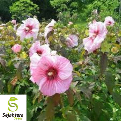 Hibiscus Moscheutos Rose Mallow Seeds 25+ | Hardy Perennial Flowers