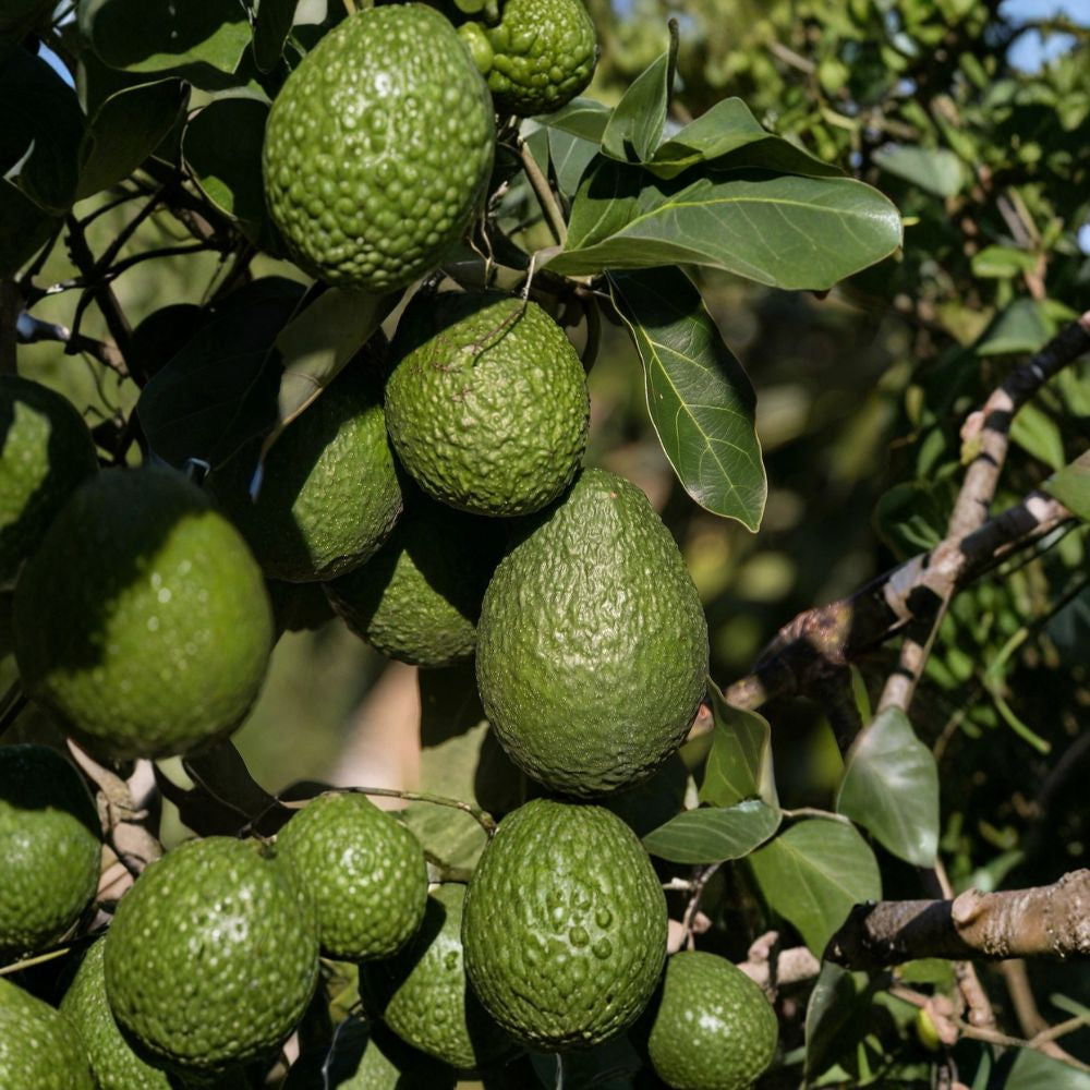Avocado Tree – Persea americana Live Seedling | 12 Inches Tall | Includes Nursery Pot  Tropical Fruit Starter | Patio & Backyard Friendly | Easy to Grow