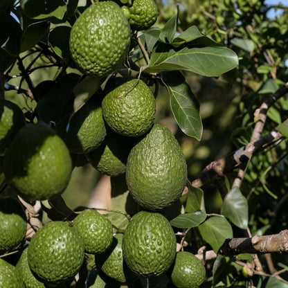 Avocado Tree – Persea americana Live Seedling | 12 Inches Tall | Includes Nursery Pot  Tropical Fruit Starter | Patio & Backyard Friendly | Easy to Grow