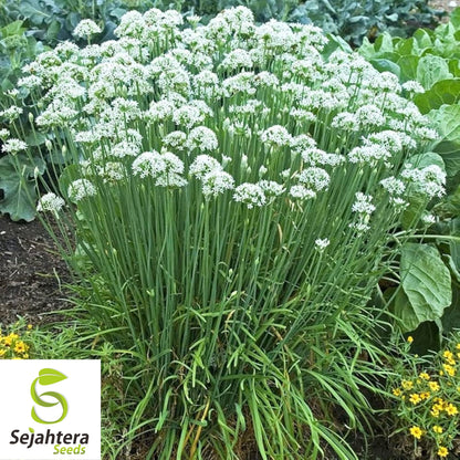 150 Garlic Chive Herb Seeds - Non-GMO, Aromatic & Versatile Herb