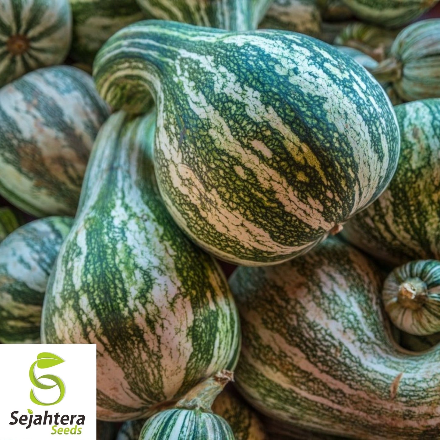 Green Striped Cushaw Pumpkin Seeds 10 Ct | Heirloom Squash Gourd Vegetable