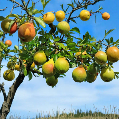 Ayers Pear Tree – Pyrus communis 2 Bare Root Trees | Sugar Pear Variety | Ready to Plant  Southern Favorite | Fire Blight Resistant | Heavy Producer