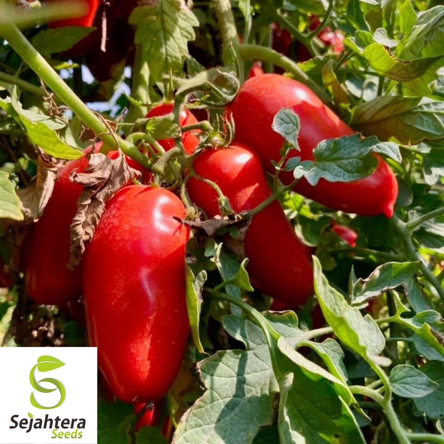 30 Baby Roma Tomato Seeds - Non-GMO, Sweet & Compact Variety