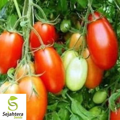 100 Rio Grande Tomato Seeds - Heirloom, Non-GMO, Versatile Garden Variety