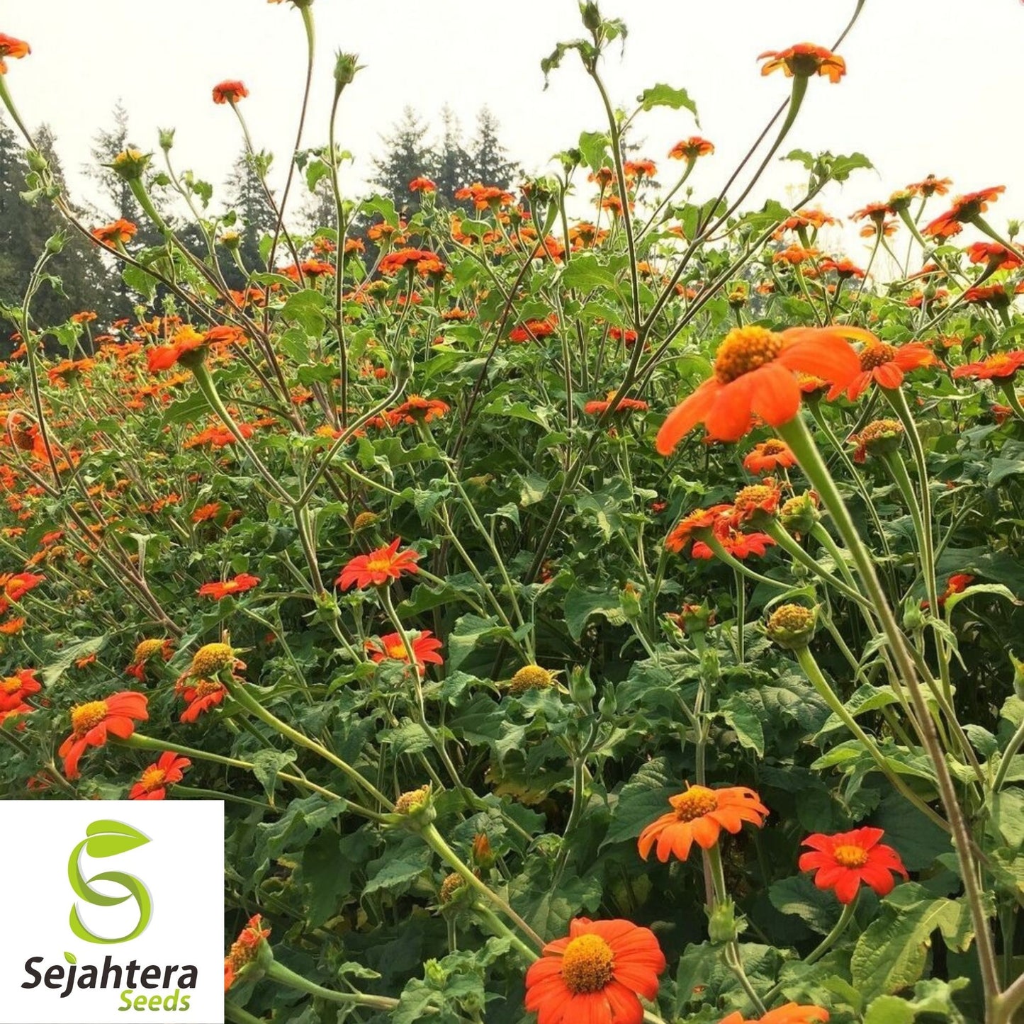 Mexican Sunflower Seeds 50+ | Tithonia Torch Bright Blooms NON-GMO USA