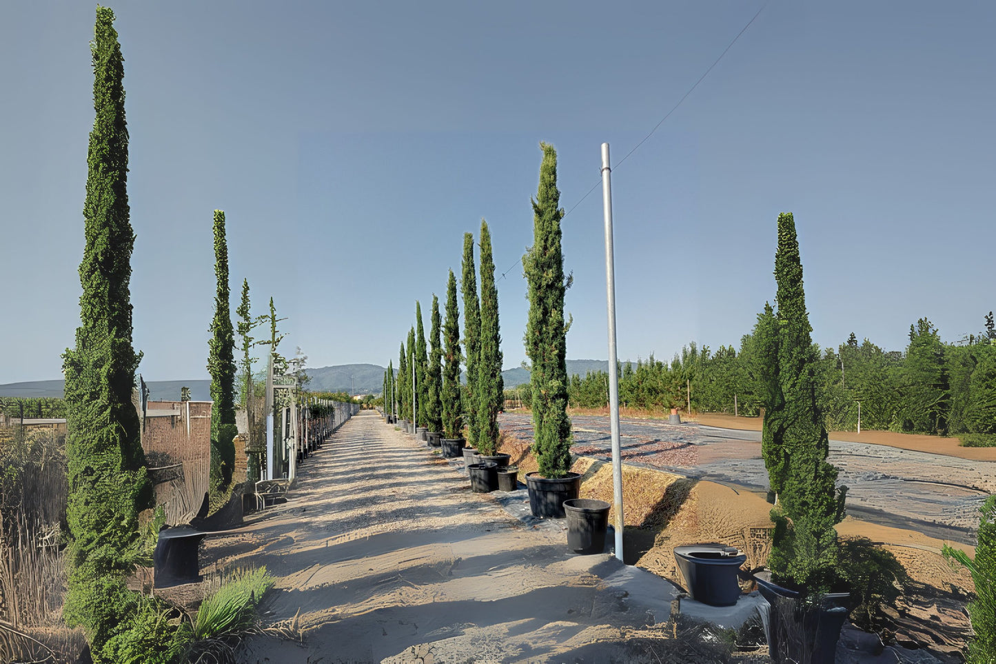 Italian Cypress (Hesperocyparis sempervirens 'Stricta')