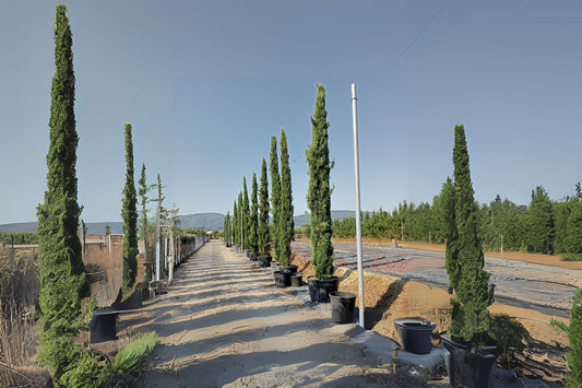 Italian Cypress (Hesperocyparis sempervirens 'Stricta')