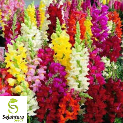 Snapdragon Tall Mix Seeds - 3000+ Bright Colors - Heirloom & Pollinator-Friendly