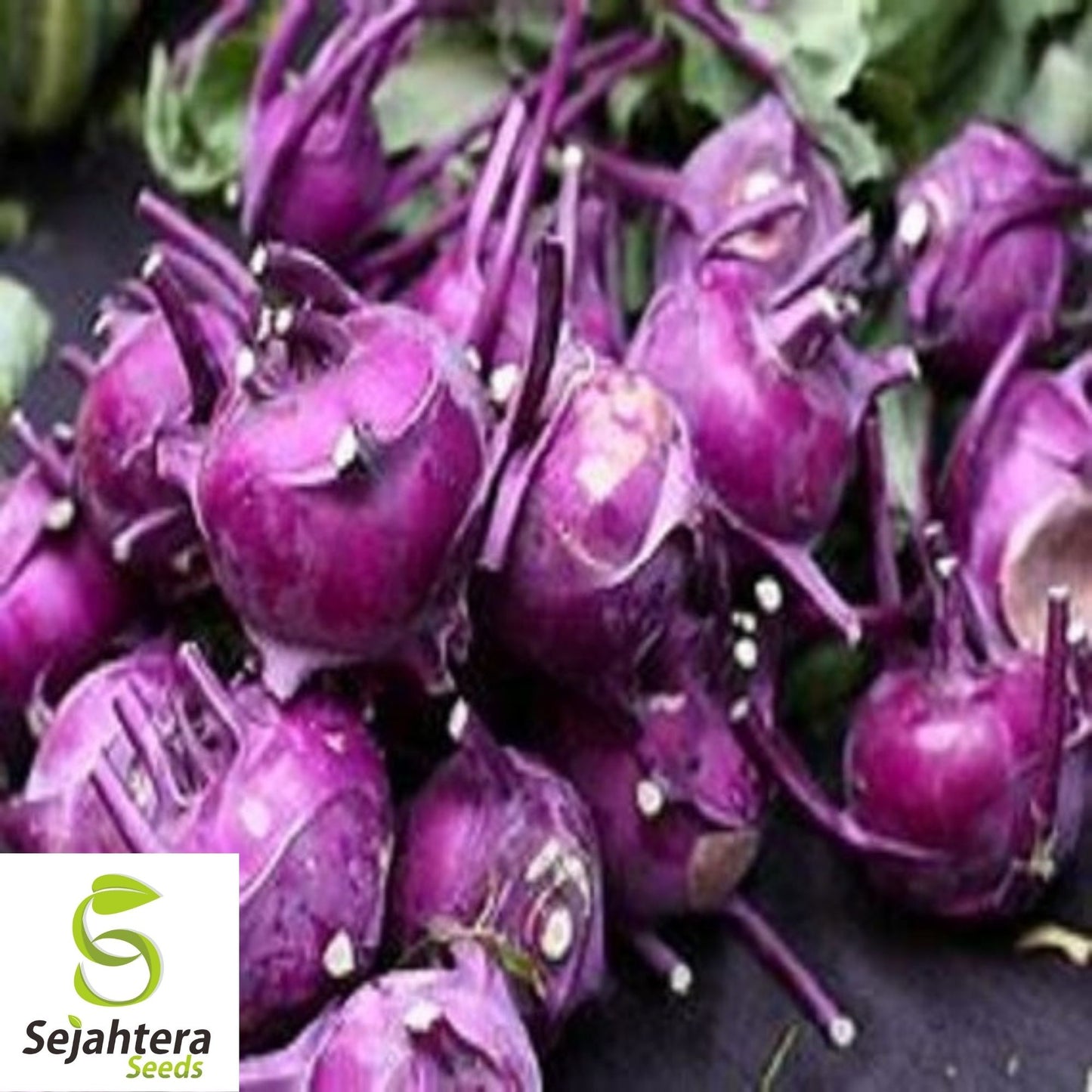 Kohlrabi Purple Vienna Seeds 500+ | Heirloom Vegetable NON-GMO USA