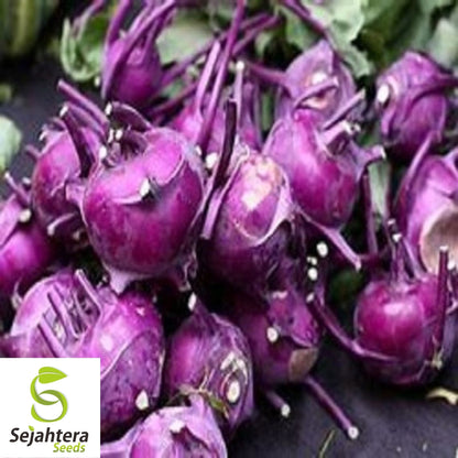 Kohlrabi Purple Vienna Seeds 500+ | Heirloom Vegetable NON-GMO USA