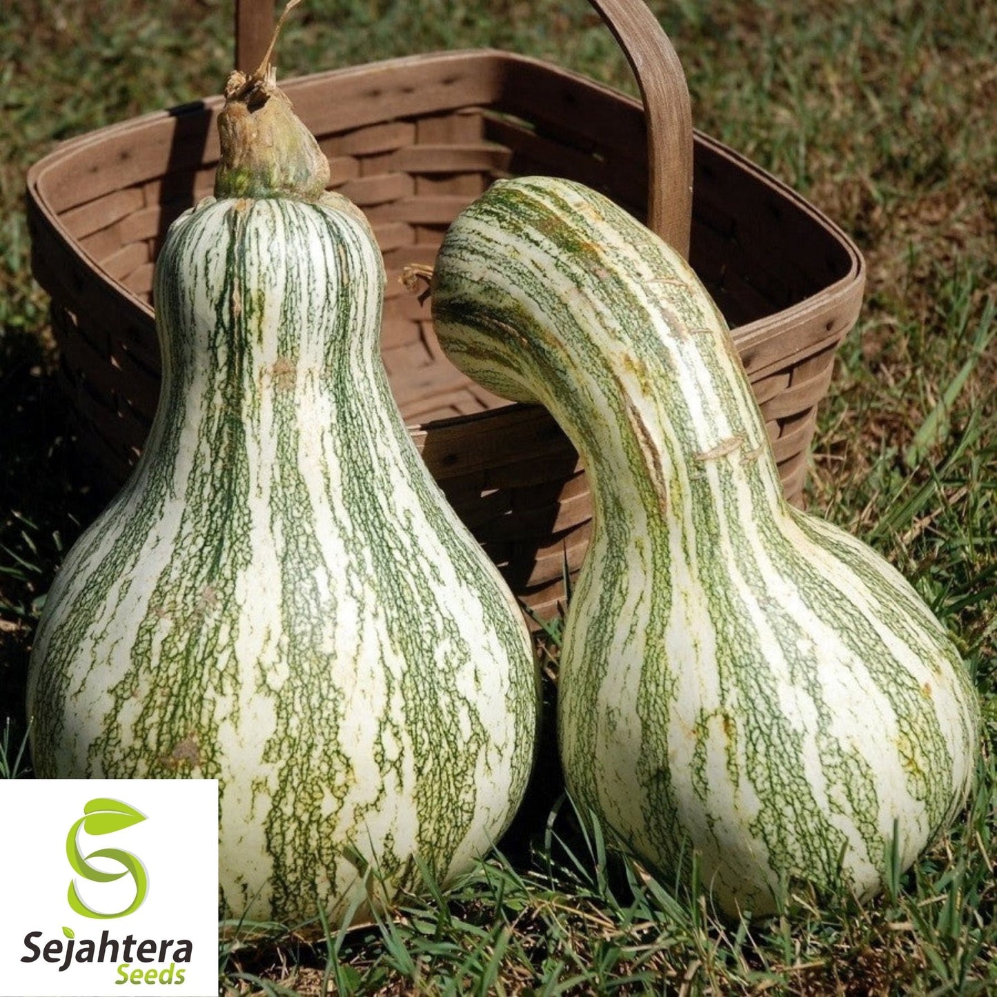 Green Striped Cushaw Pumpkin Seeds 10 Ct | Heirloom Squash Gourd Vegetable