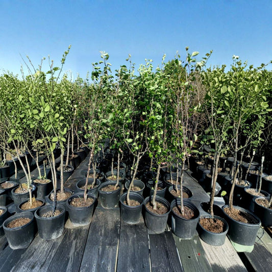 Magness Pear Tree – Pyrus communis 4–6 Ft Live Tree | Late-Season Pear | Ready to Plant  Large Sweet Baking Pear | Cold Hardy | Very Productive