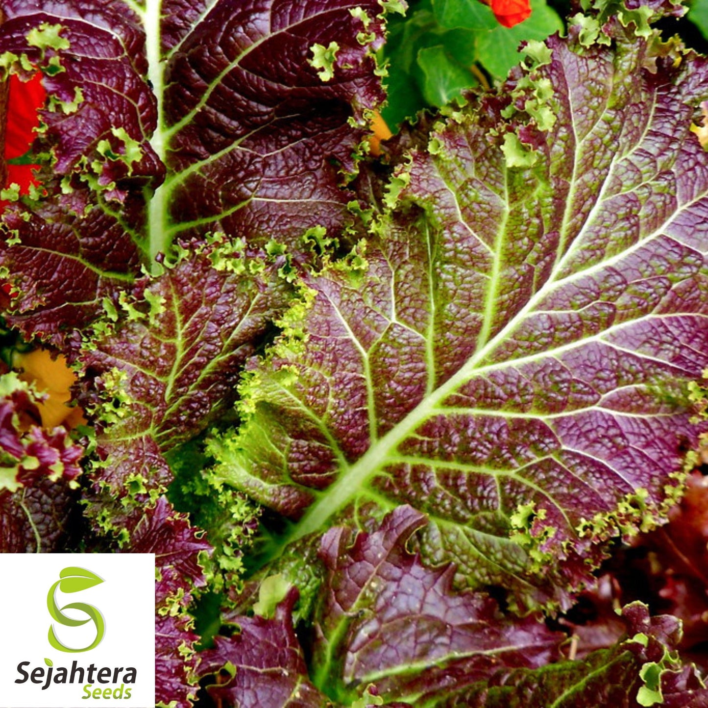 1000 Red Romaine Lettuce Seeds - Non-GMO, Vibrant & Crisp Greens