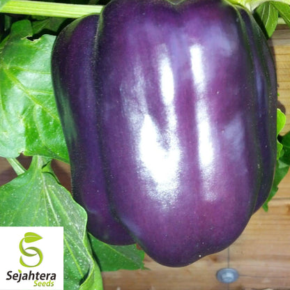 25 Purple Beauty Pepper Seeds - Non-GMO, Sweet & Vibrant Variety