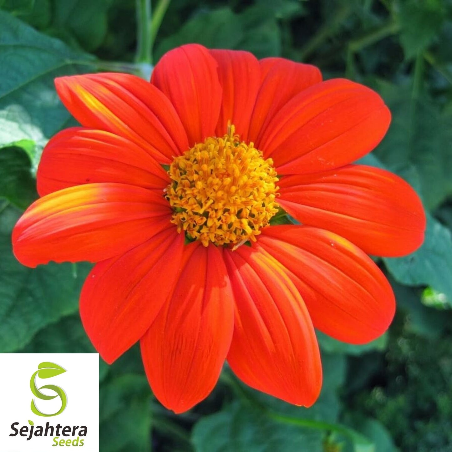 Mexican Sunflower Seeds 50+ | Tithonia Torch Bright Blooms NON-GMO USA
