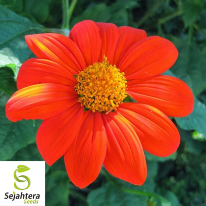 Mexican Sunflower Seeds 50+ | Tithonia Torch Bright Blooms NON-GMO USA