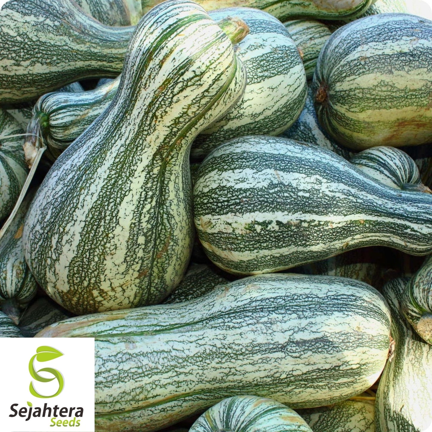 Green Striped Cushaw Pumpkin Seeds 10 Ct | Heirloom Squash Gourd Vegetable