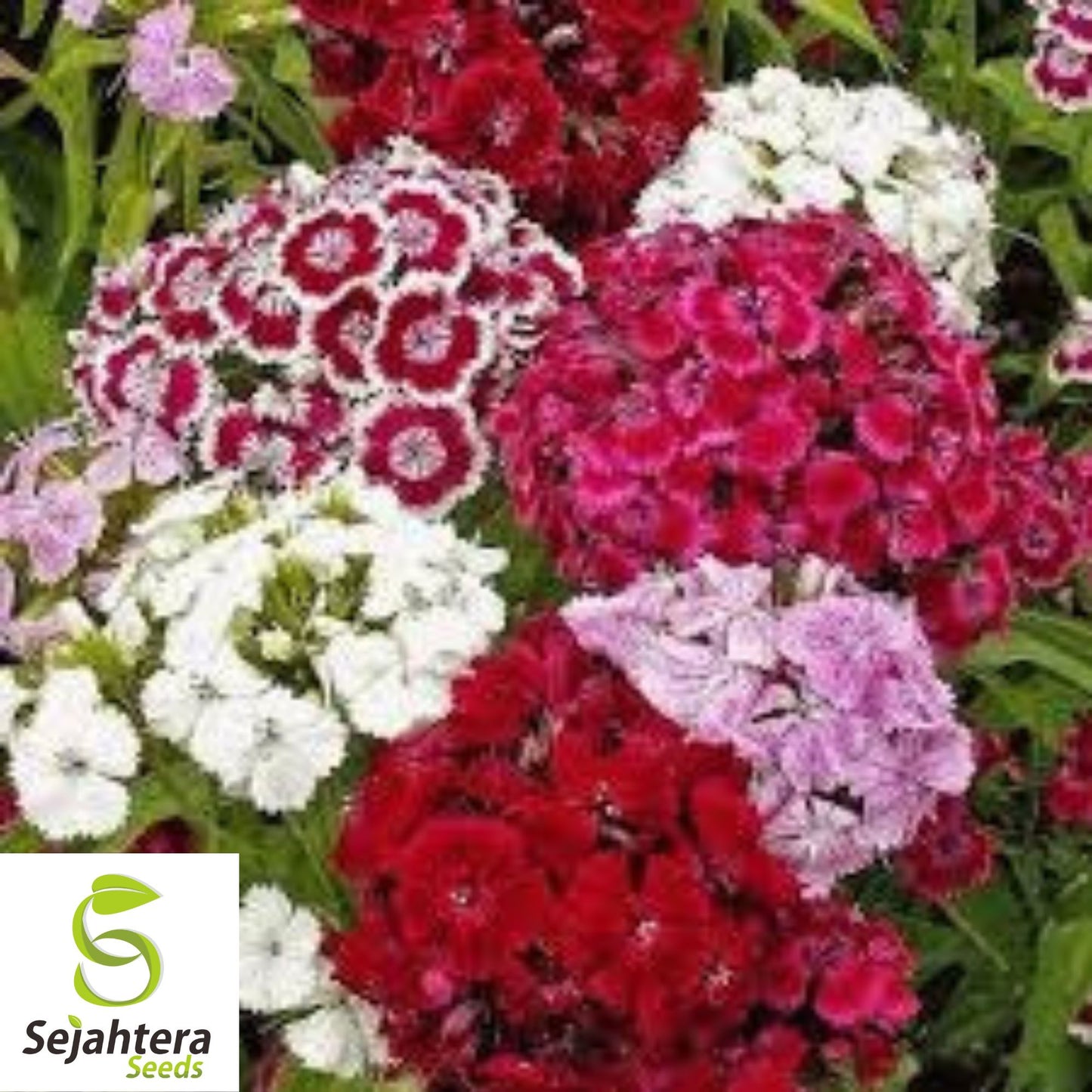 Sweet William Seeds - 200+ Heirloom Dianthus - Perennial, Fragrant & Colorful