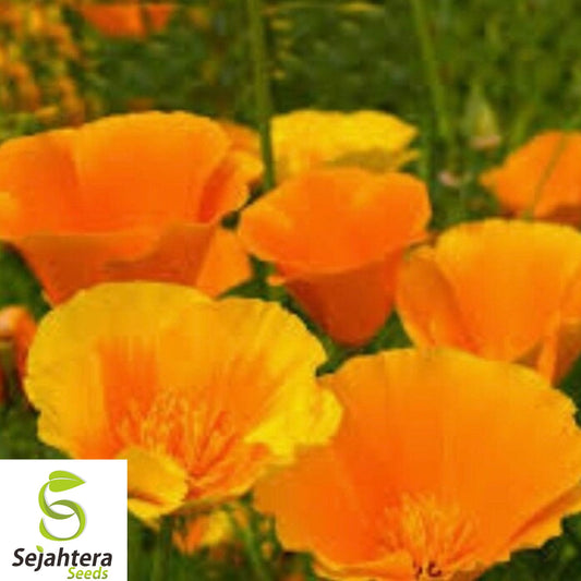 250+ California Poppy Seeds - Vibrant Orange Blooms, Drought-Tolerant, Easy Grow