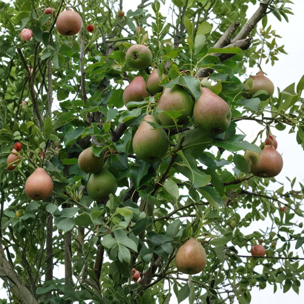 Magness Pear Tree – Pyrus communis 4–6 Ft Live Tree | Late-Season Pear | Ready to Plant  Large Sweet Baking Pear | Cold Hardy | Very Productive