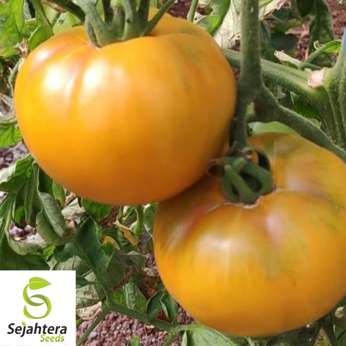 Golden Jubilee Tomato Seeds - 120+ Heirloom, Organic, Non-GMO & Fresh