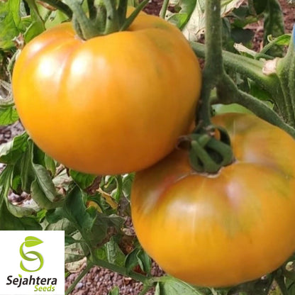 Golden Jubilee Tomato Seeds - 120+ Heirloom, Organic, Non-GMO & Fresh