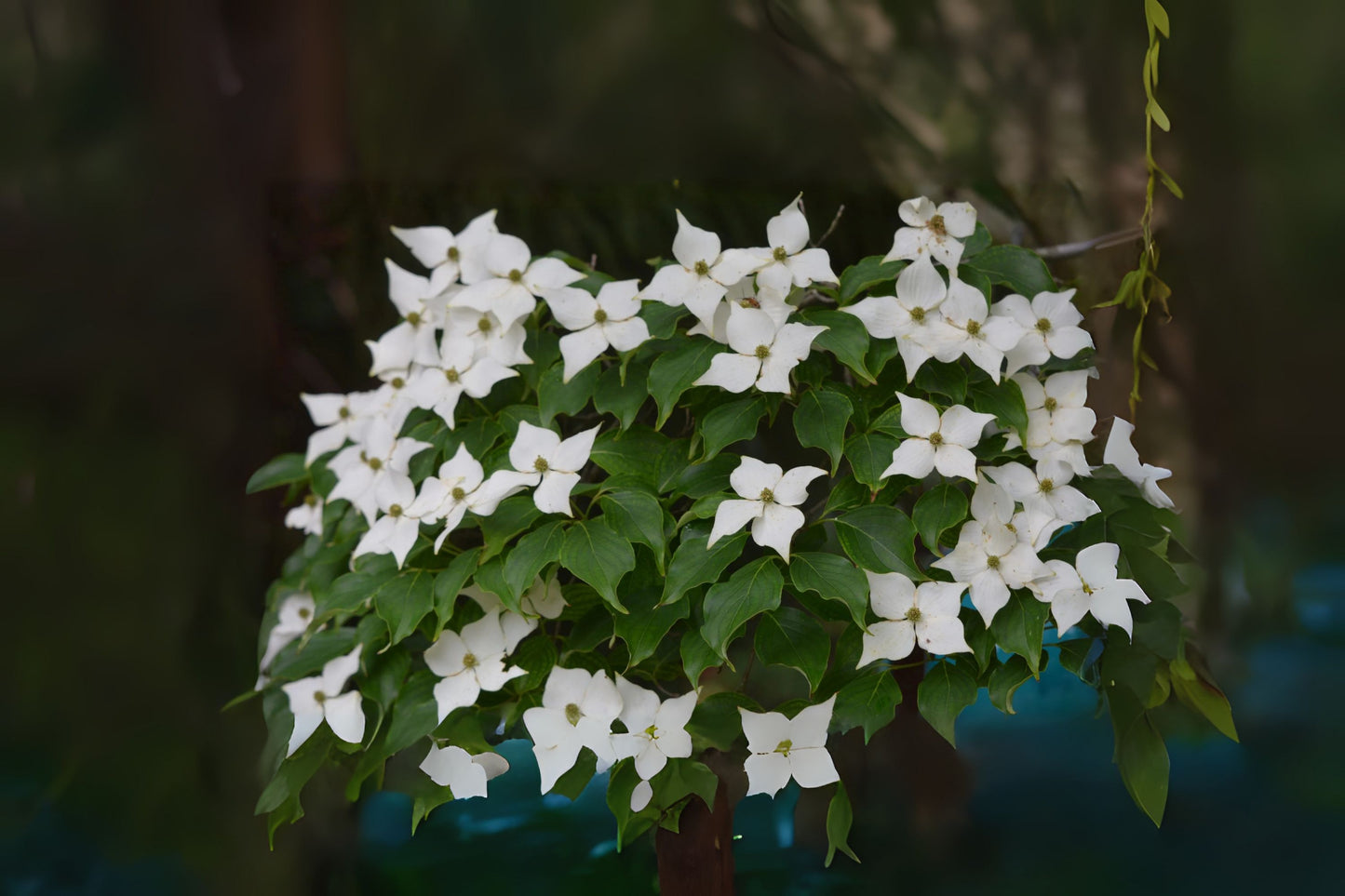 Kousa Dogwood (Cornus kousa)